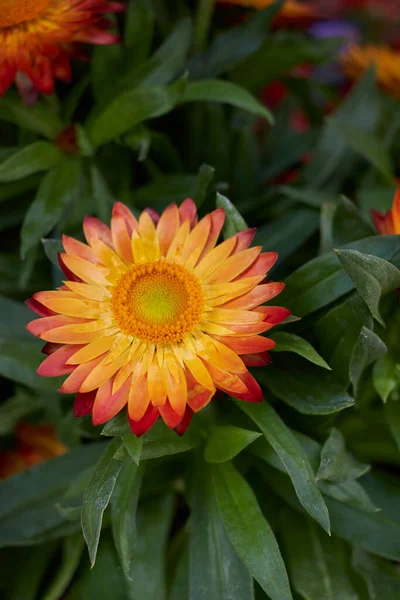 クセルクリュムブラクテアタムの花が咲きます — ストック写真