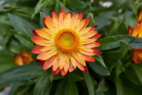 Ανθισμένο Φυτό Xerochrysum Bracteatum — Φωτογραφία Αρχείου