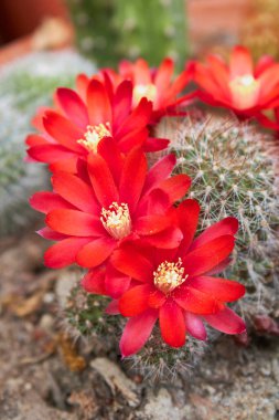Rebutia fiebrigii kaktüsünün kırmızı çiçekleri
