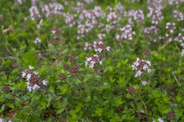 Thymus serpillum bitkisinin leylak rengi dolgunluğu