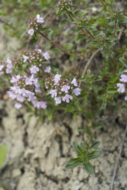 Thymus serpillum bitkisinin leylak rengi dolgunluğu