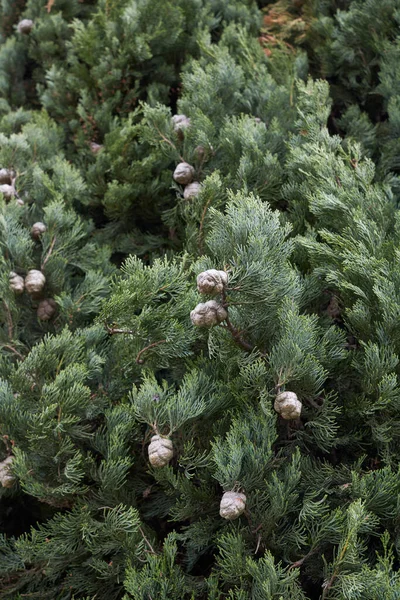 Cupressus Sempervirens Branch Close Close — 스톡 사진