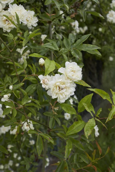 Bílé Květy Keře Rosa Banksiae — Stock fotografie