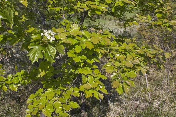 花にソルバス トルミネリスの低木 — ストック写真