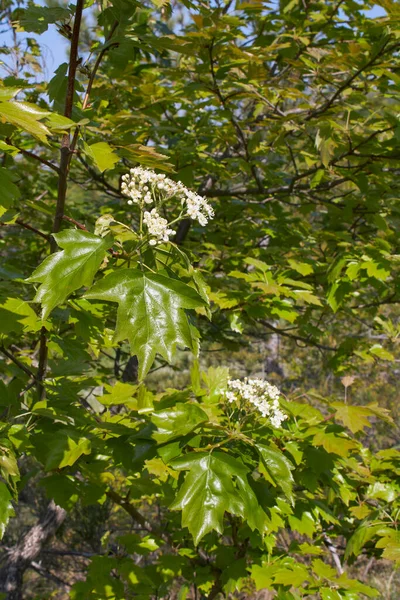 Sorbus Torminalis Shrub Bloom — стоковое фото