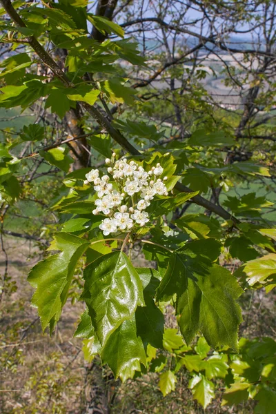 Sorbus Torminalis Struik Bloei — Stockfoto