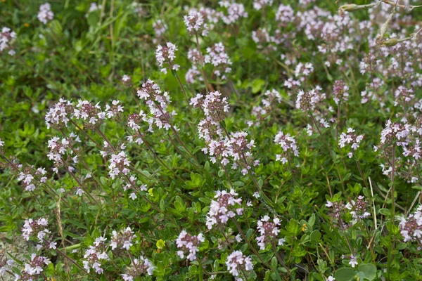 Šeříková Květenství Rostliny Thymus Serpyllum — Stock fotografie