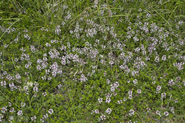 Šeříková Květenství Rostliny Thymus Serpyllum — Stock fotografie