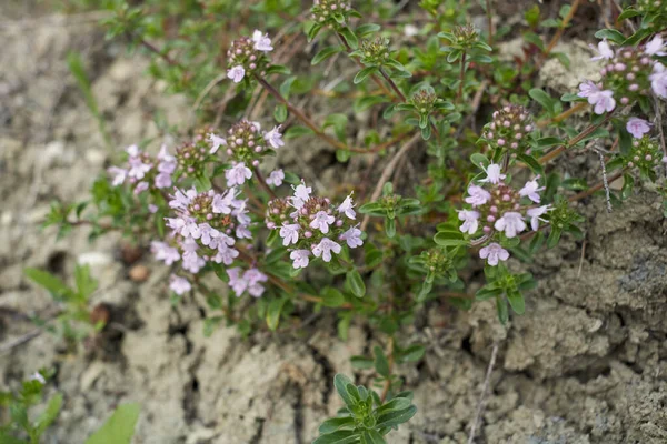 Lilla Blomsterstand Thymus Serpyllum Plante - Stock-foto