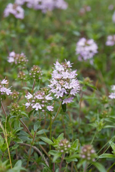 Thymus Serpillum Bitkisinin Leylak Rengi Dolgunluğu — Stok fotoğraf