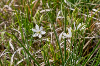 Antericum liago beyaz infloresans