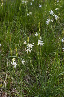 Antericum liago beyaz infloresans