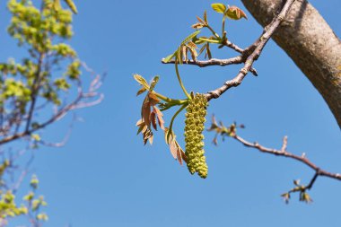 Juglans regia ağacı çiçek açtı.