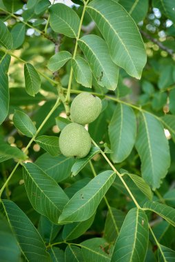 Juglans regia şubesi taze meyvelerle kapanıyor.