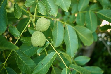 Juglans regia şubesi taze meyvelerle kapanıyor.
