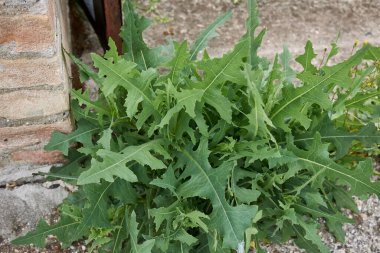 Lactuca serriola taze bitki