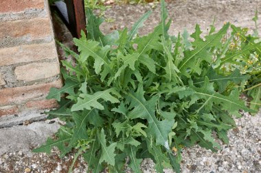 Lactuca serriola taze bitki