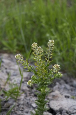 Lepidium kampı çiçek açtı.