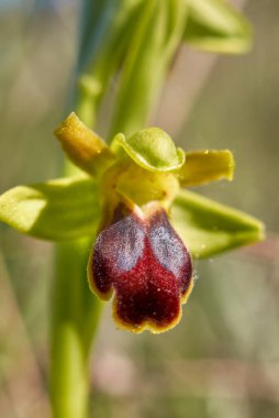 Ophrys fusca kahverengi ve kırmızı infloresans