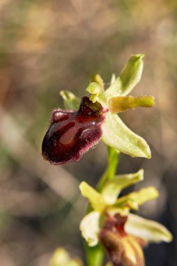 Ophrys sphegodes kahverengi infloresans