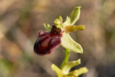 Ophrys sphegodes kahverengi infloresans