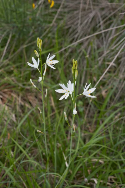 Anthericum Liliago Inflorescencia Blanca — Foto de Stock