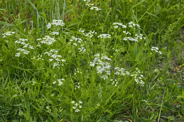 Bifora Radians Inflorescence Blanche — Photo