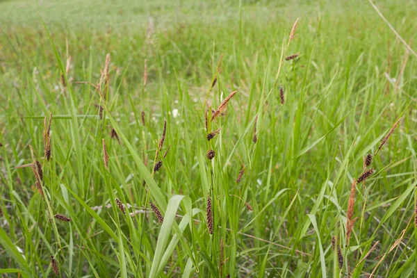 Carex Flacca Virágzik — Stock Fotó