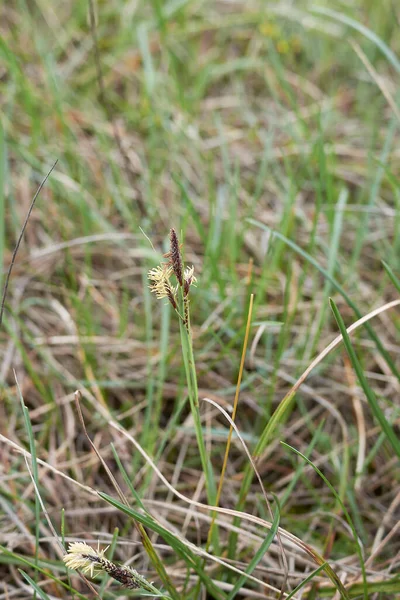 Carex Flacca Grass Bloom — Stock Photo, Image