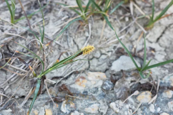 Carex Flacca Erba Fiore — Foto Stock