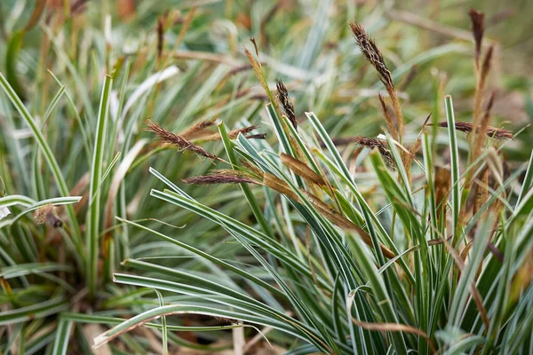 Feuilles Panachées Herbe Carex Oshimensis — Photo