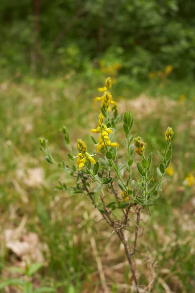 Genista Germanica Arbusto Flor —  Fotos de Stock