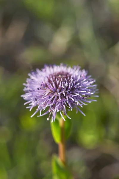 Globularia Punctata Modrý Květ Zblízka — Stock fotografie