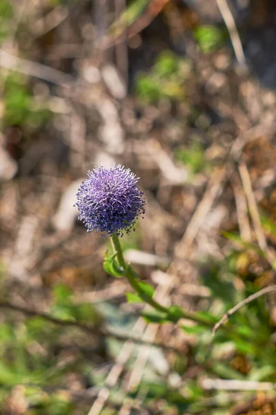 Globularia Punctata Blue Flower Close — Stock Photo, Image