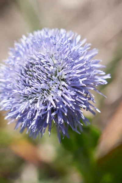 Globularia Punctata Flor Azul Perto — Fotografia de Stock