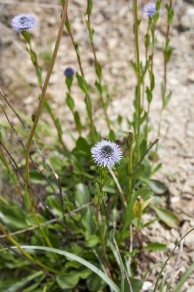 Globularia Punctata Mavi Çiçeği Yaklaş — Stok fotoğraf