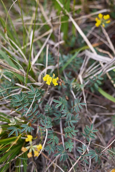 Hippocrepis Comosa Flores Amarillas — Foto de Stock