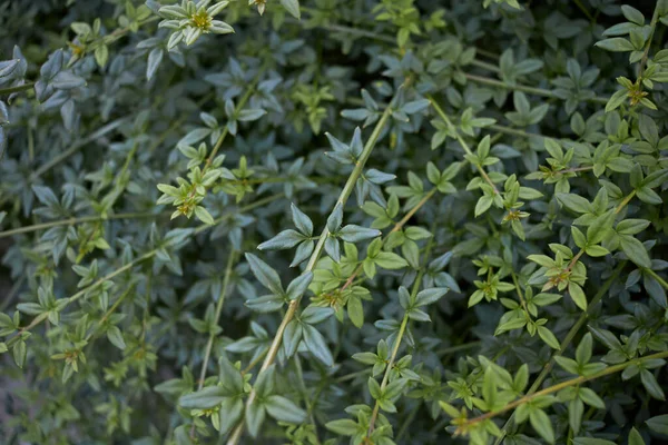 Jasminum Nudiflorum Liście Wiecznie Zielone — Zdjęcie stockowe