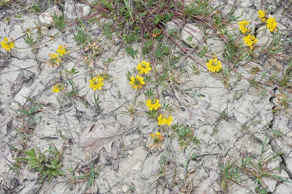 Hippocrepis Comosa Yellow Flowers — Stock Photo, Image