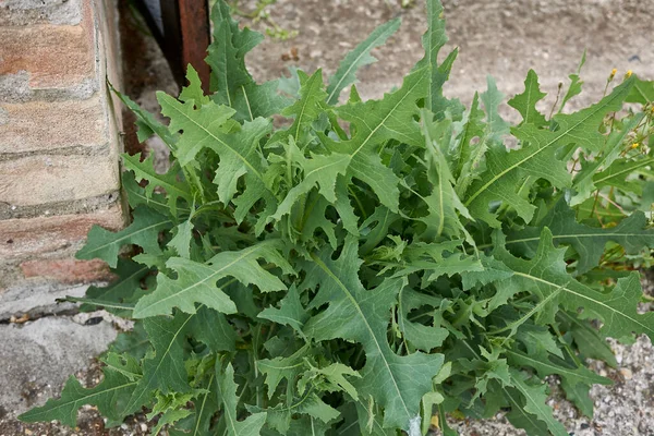 Νωπά Φυτά Lactuca Serriola — Φωτογραφία Αρχείου