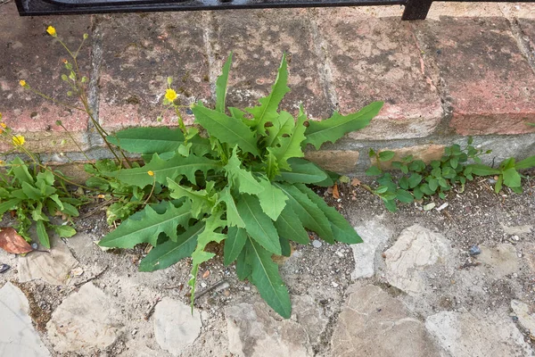 Lactuca Serriola Frisk Plante - Stock-foto