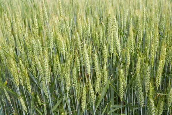 Triticum Aestivum Mezőgazdasági Terület — Stock Fotó