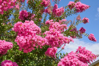 Lagerstroemia indica fundalığının pembe infloresansı