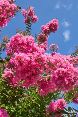 Lagerstroemia indica fundalığının pembe infloresansı