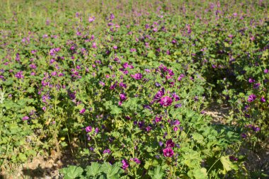 Malva Sylvestris bitkisinin organik yetiştirilmesi
