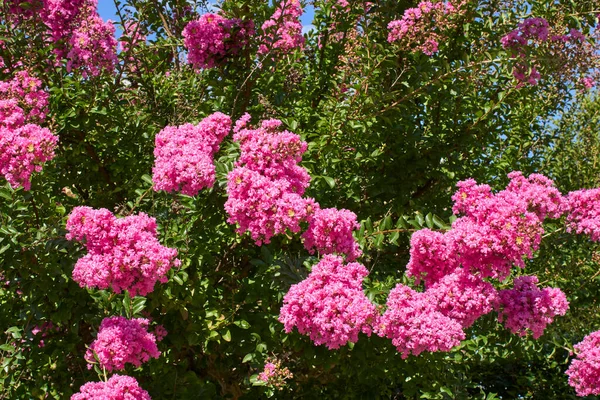 Rosa Blomstã Llning Lagerstroemia Indica Buske — Stockfoto