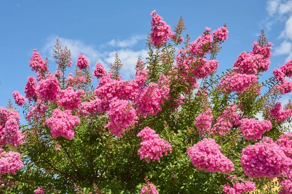 Lagerstroemia indica fundalığının pembe infloresansı