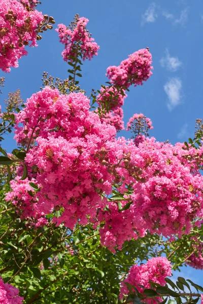 Lagerstroemia Indica Fundalığının Pembe Infloresansı — Stok fotoğraf