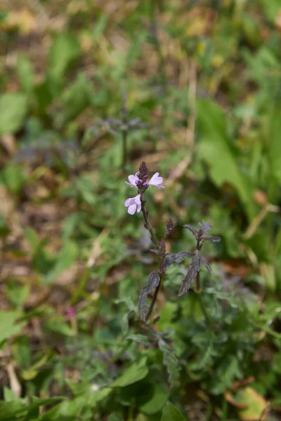 Lila Bloemen Van Verbena Officinalis Plant — Stockfoto