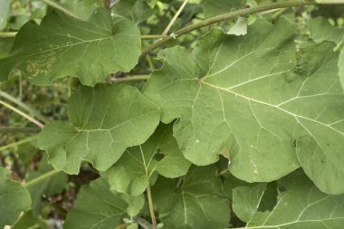 Arctium lappa taze yapraklar ve çiçekler
